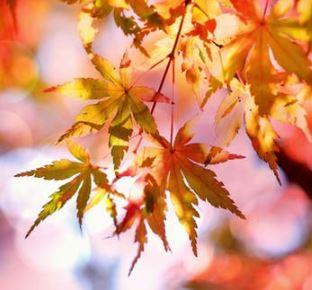 Currently Fascinated by the Seasonal Name... Autumn